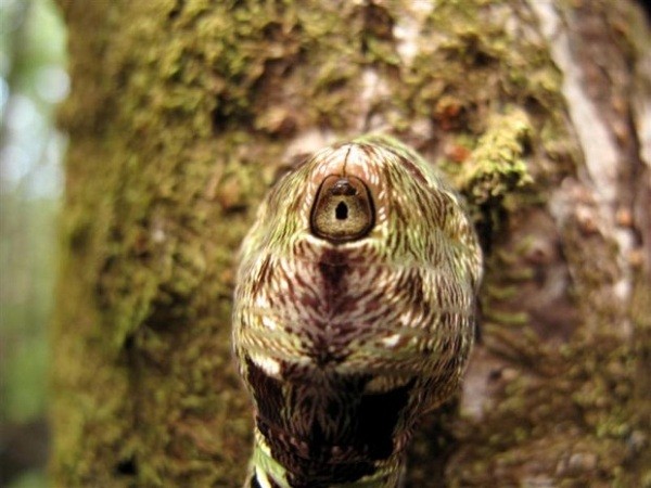 Những[-]loài[-]vật[-]kinh[-]dị[-]"hiếm[-]có[-]khó[-]tìm"[-]trên[-]thế[-]giới[-]12